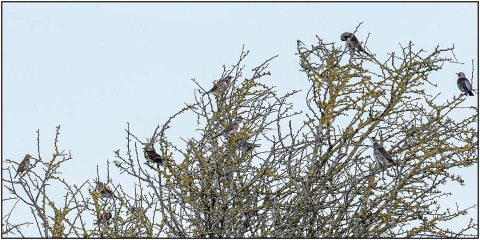Redwings and a fieldfare, migrant thrushes, in a tree