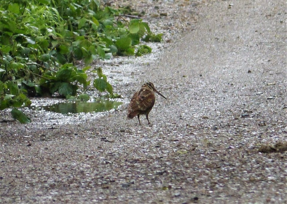 Woodcock on the ground among leaves